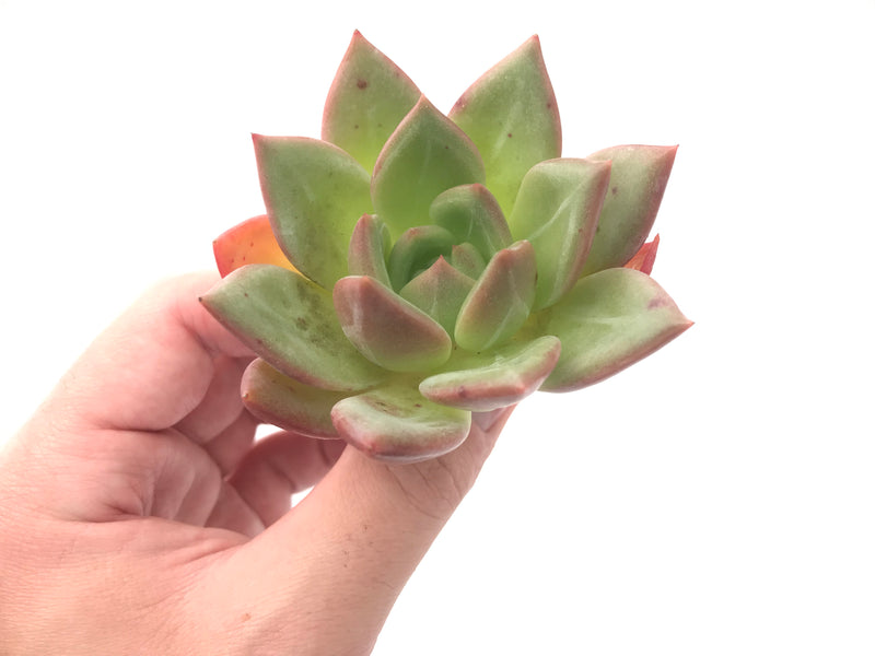 Echeveria Agavoides 'White Champaign' 4" Succulent Plant