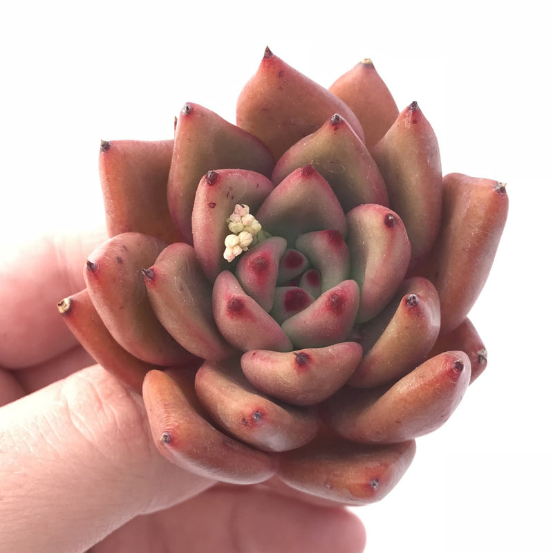 Echeveria Agavoides Maria Hybrid 2”-3” Rare Succulent Plant