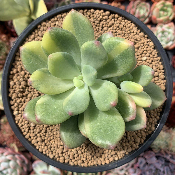 Pachyphytum 'Doctor Cornelius' Variegated 4" Large Succulent Plant