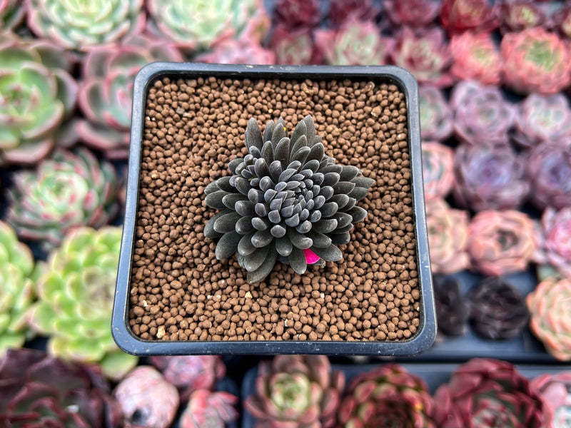 Sinocrassula Yunnanensis 1" Succulent Plant