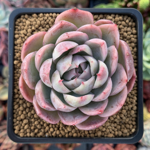 Echeveria 'Raspberry Ice' 3" Succulent Plant