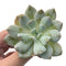 Echeveria 'Exotic' 3"-4" Rare Succulent Plant