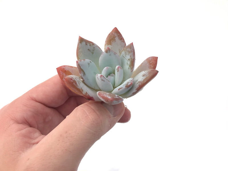 Echeveria 'Ivory' Selected Clone 1"-2" Powdery Succulent Plant