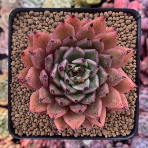 Echeveria Agavoides 'Sarabony' 3"-4" Super Clone Succulent Plant