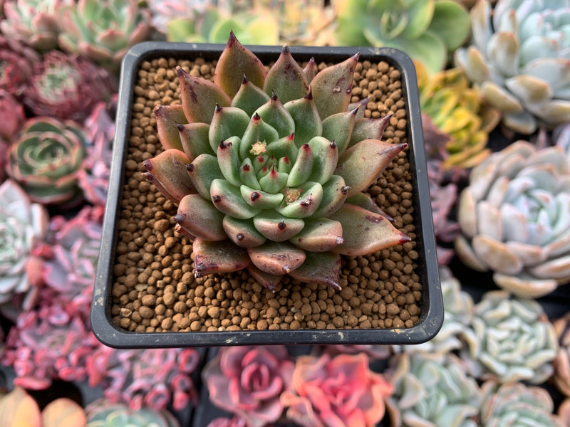 Echeveria Agavoides 'Sarabony' 3" Succulent Plant