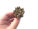 Echeveria Agavoides 'Planetary Stars" 1" Succulent Plant