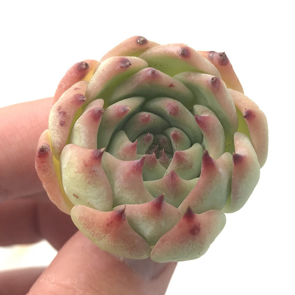 Echeveria sp. 1" Rare Succulent Plant