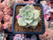 Echeveria 'Hakubotan' Variegated 1"-2" Succulent Plant