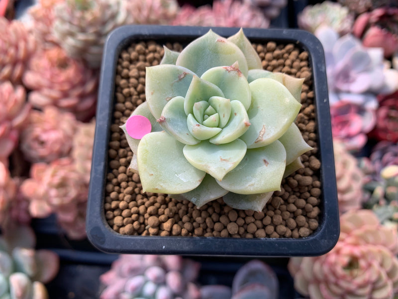 Echeveria 'Hakubotan' Variegated 1"-2" Succulent Plant