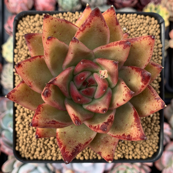 Echeveria Agavoides sp. 4"-5" Succulent Plant