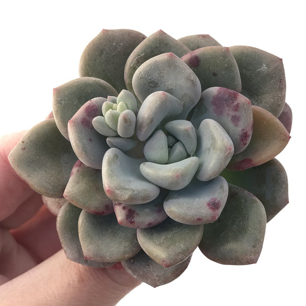 Echeveria 'Amore' 2"-3" Succulent Plant