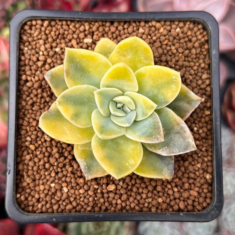 Graptoveria 'Harry Watson' 2" Succulent Plant