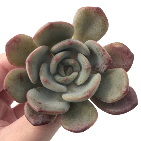 Echeveria 'Maroon Peak' 2" Succulent Plant