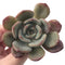 Echeveria 'Maroon Peak' 2" Succulent Plant