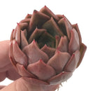 Echeveria 'Nocturnal' New Hybrid 2"-3" Succulent Plant