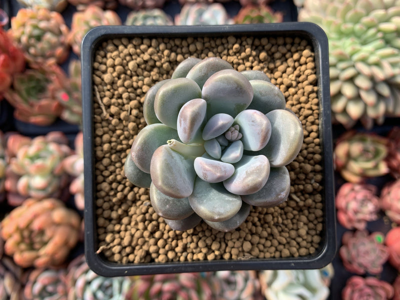 Pachyphytum 'Mureleri' 3" New Hybrid Powdery Succulent Plant