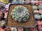 Echeveria 'Hearts Choice' 3"-4" Succulent Plant