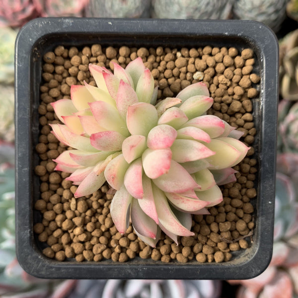 Echeveria 'Mebina' Variegated 1" Small Succulent Plant