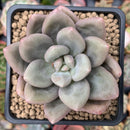 Pachyphytum 'Valentine' 2" Succulent Plant