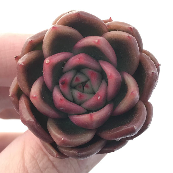 Echeveria Agavoides 'Cagliari' 1" Succulent Plant