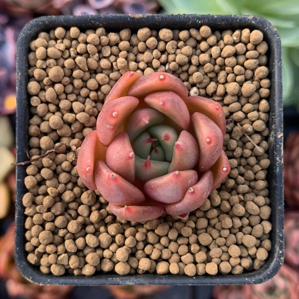 Echeveria Agavoides 'Magic-Bly 1" Small Succulent Plant