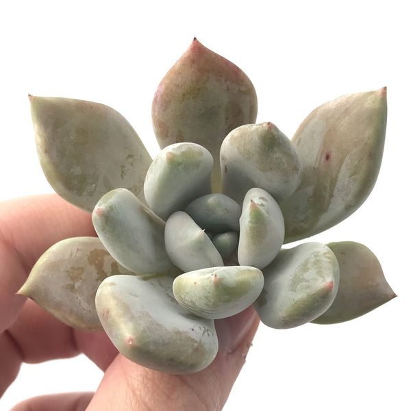 Echeveria 'Snow Queen' 2" Succulent Plant