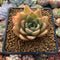 Echeveria Agavoides 'Hongja' 2"-3" Succulent Plant