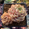 Echeveria 'Ben Badis' 2"-3" Cluster Succulent Plant