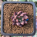 Pachyphytum sp. 1/2" Succulent Plant