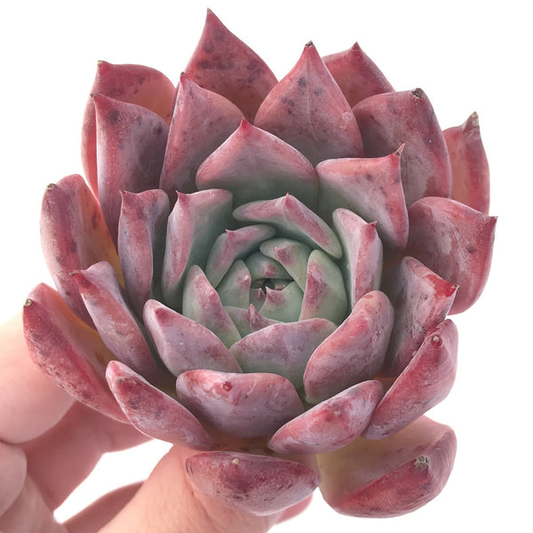 Echeveria 'Colorata' Selected Clone 3" Succulent Plant