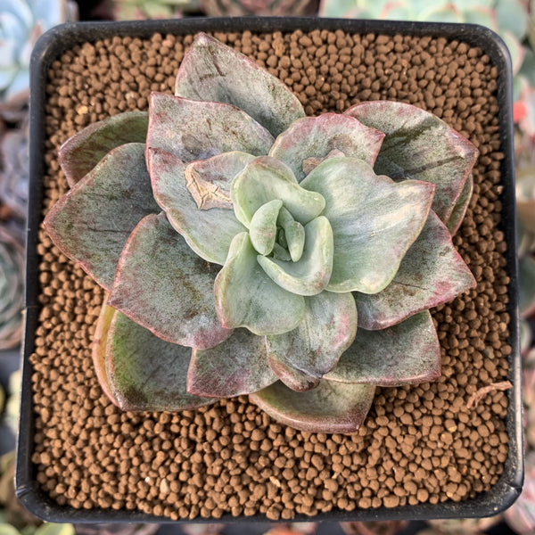 Graptopetalum 'Bainesii' Variegated 2"-3" *Unique Variegtion* Succulent Plant