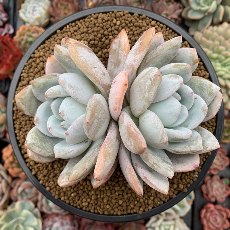 Echeveria 'Ivory' 5" Powdery Succulent Plant