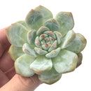 Echeveria 'Orange Monroe' 2"-3" Succulent Plant