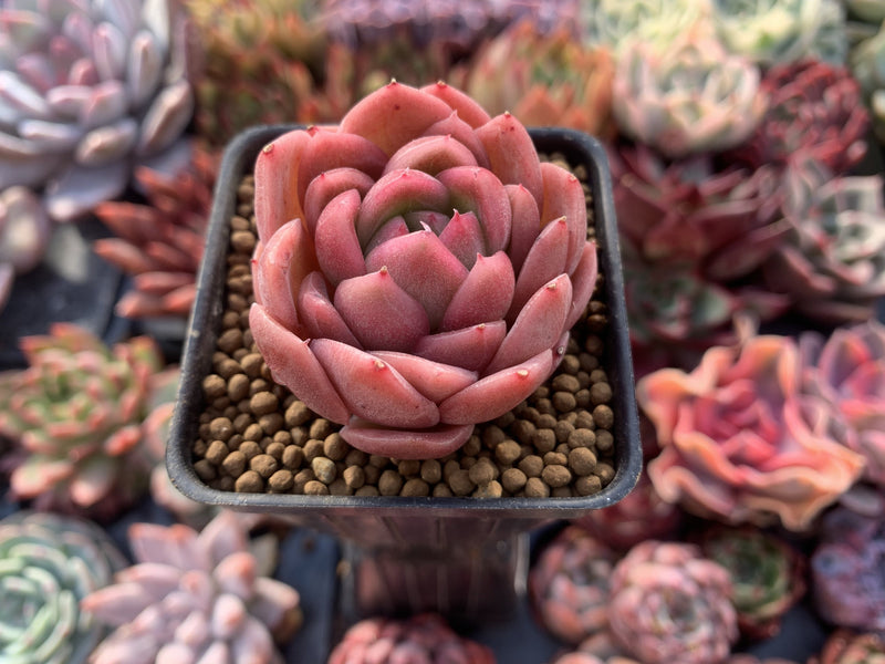 Echeveria Agavoides 'Timmo' 1"-2" Succulent Plant