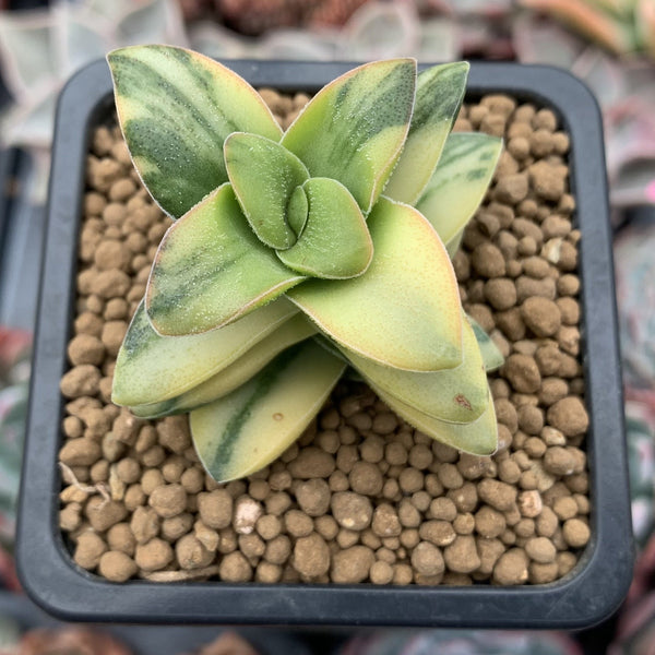 Crassula 'Springtime' Variegated 1" Succulent Plant