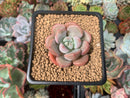 Echeveria 'Arandron' 1" Succulent Plant