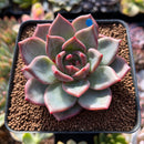 Echeveria 'Shallot' 2"-3" Succulent Plant