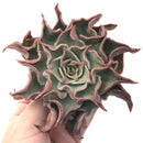 Echeveria 'Madiba' Selected Clone 5" Succulent Plant