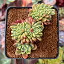 Pachyveria 'Paradoxa' Crested 3" Succulent Plant