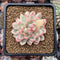 Echeveria 'Mebina' Variegated 1"-2" Succulent Plant