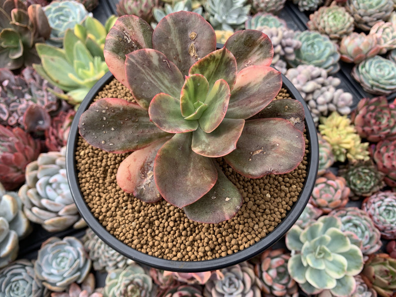 Echeveria 'Primadonna' Variegated 5" Succulent Plant