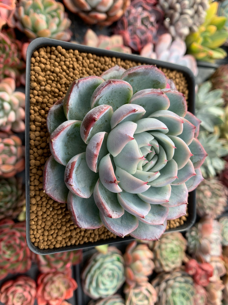 Echeveria 'Lonely Heart' 4" Powdery Succulent Plant