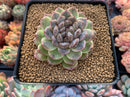 Echeveria Agavoides 'Amethyst' 3" Succulent Plant