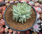 Graptoveria 'Fanfare' Variegated 4" Succulent Plant