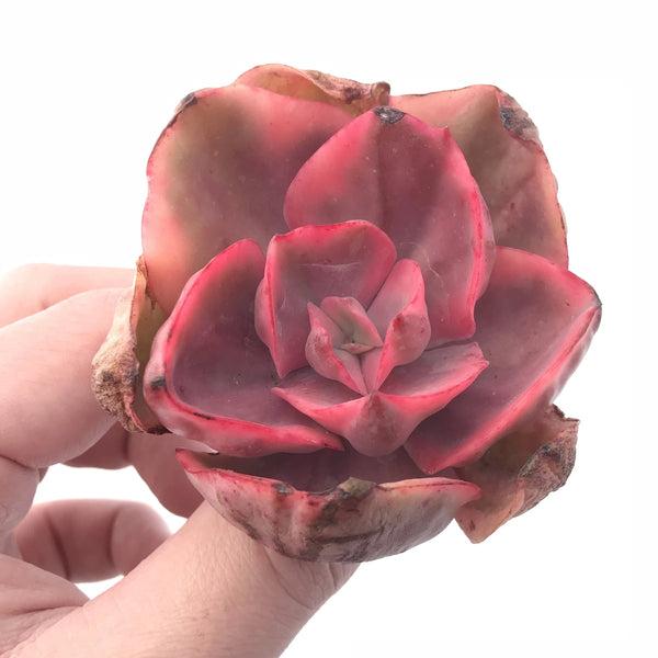 Echeveria Golden State Variegated 3” Rare Succulent Plant