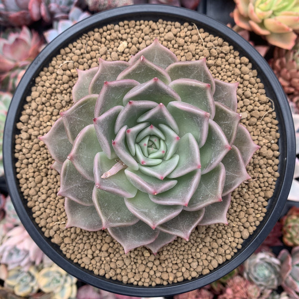 Echeveria Agavoides sp. 4" Succulent Plant