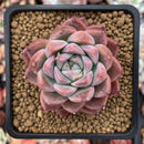 Echeveria 'Colby' 2" Succulent Plant