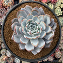 Echeveria 'Cream Sun' 7" Large Powdery Succulent Plant