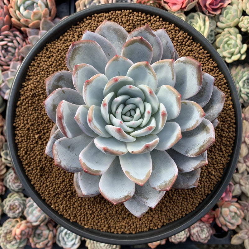 Echeveria 'Cream Sun' 7" Large Powdery Succulent Plant