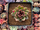 Echeveria Agavoides 'Black Queen' 2"-3" Succulent Plant